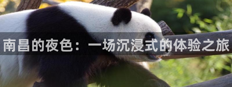 壹号app官网：南昌的夜色：一场沉浸式的体验之旅